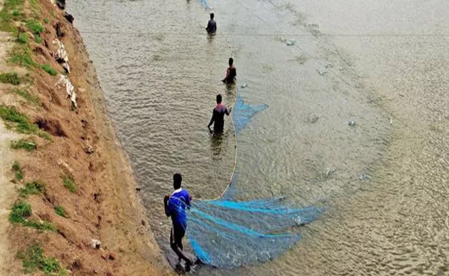 Good News For Aqua Farmers In AP - Sakshi