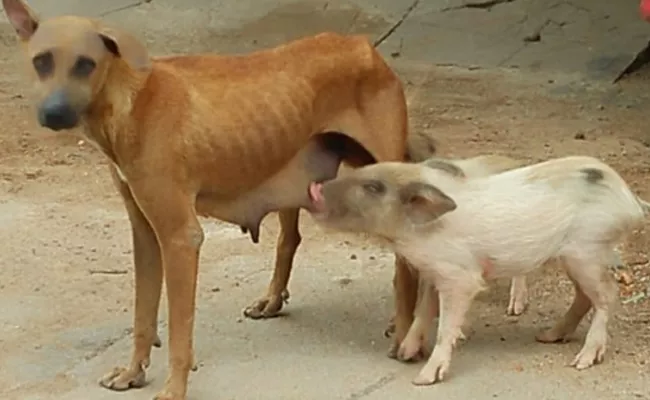 Dog is Raising the Pig Kids In Kurnool - Sakshi