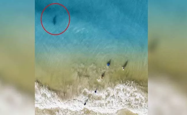 Dad Shares Shark Moving Towards His Children In Florida Beach - Sakshi