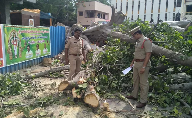 Women Dies After Banyan Tree falls On Her In West Godavari - Sakshi