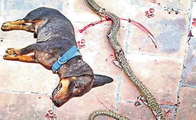 Brave Dog Fights Cobra To save Owner, Dies Later - Sakshi