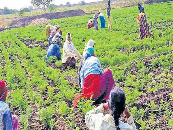 Help to the peanut farmer - Sakshi