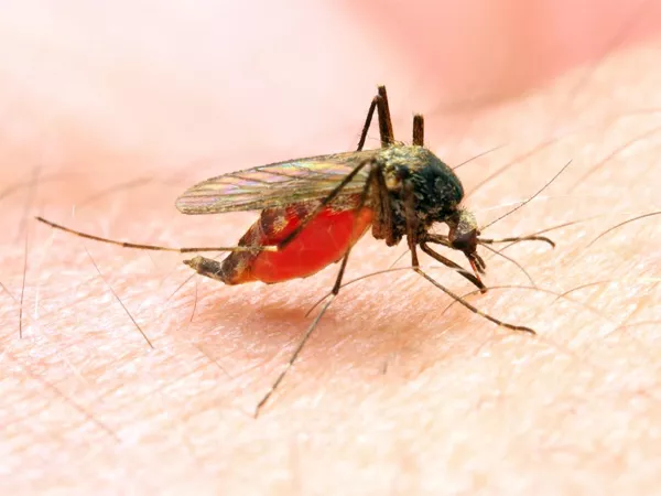 New antidote to malaria - Sakshi