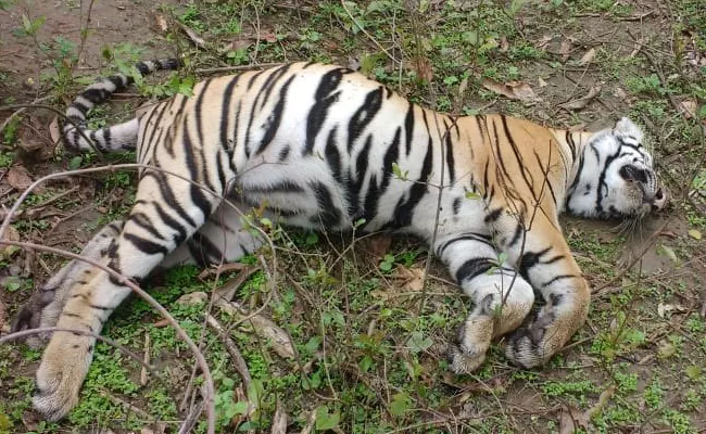 Tigress and her two cubs found dead in Chimur Forest area of Chandrapur - Sakshi