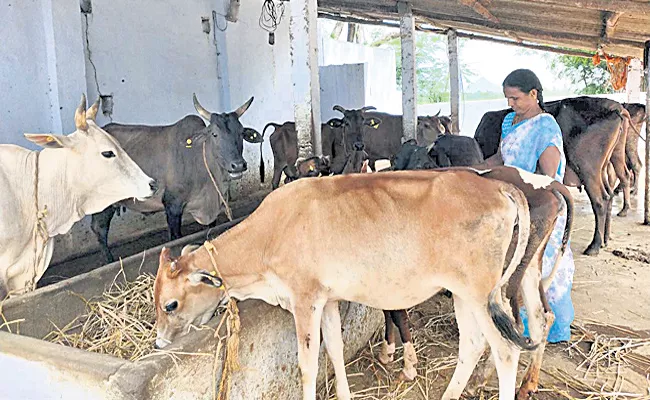 Special Story on Dairy Crop - Sakshi