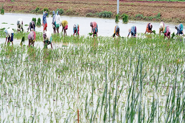 Hopefully rainfall in the state - Sakshi