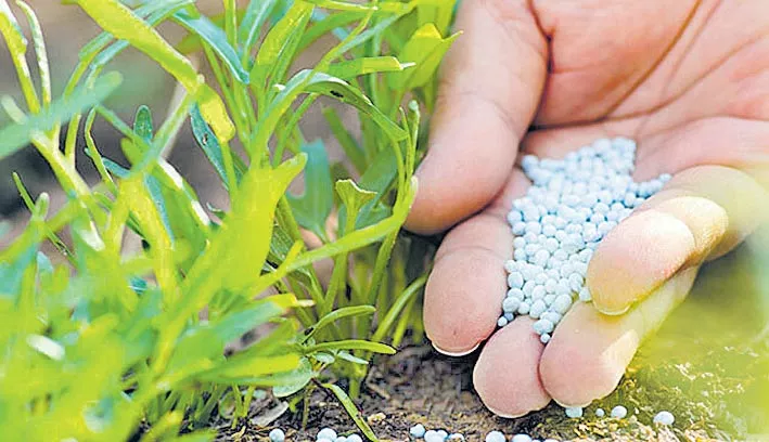 Government raises subsidy for sulphur fertiliser for FY20 - Sakshi