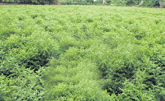 Curry Leaf Exports From Uravakonda to Mumbai - Sakshi