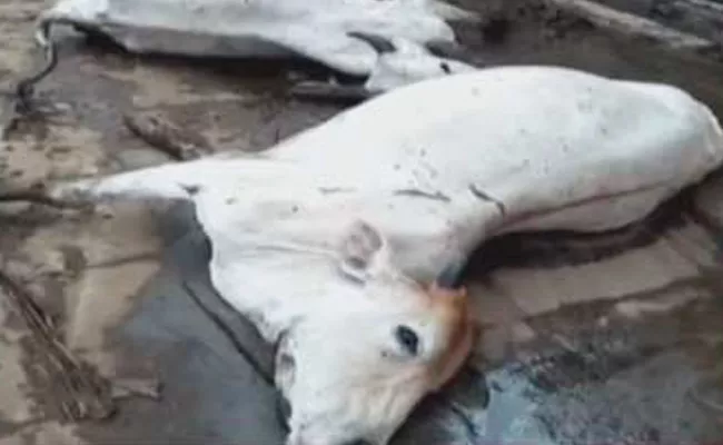 100 Cows Died In Kotturu Tadepalli Gaushala - Sakshi