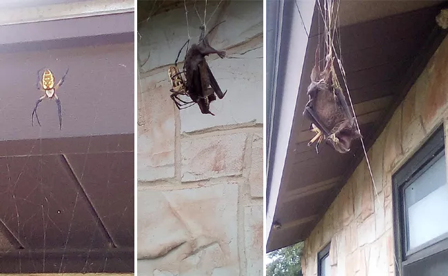 Huge Spider Trying To Eat Bat Ensnared In The Web - Sakshi