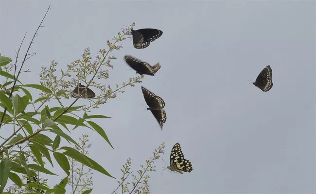 A Beautiful Butterflies On Plant Flowers In Mahabubabad - Sakshi