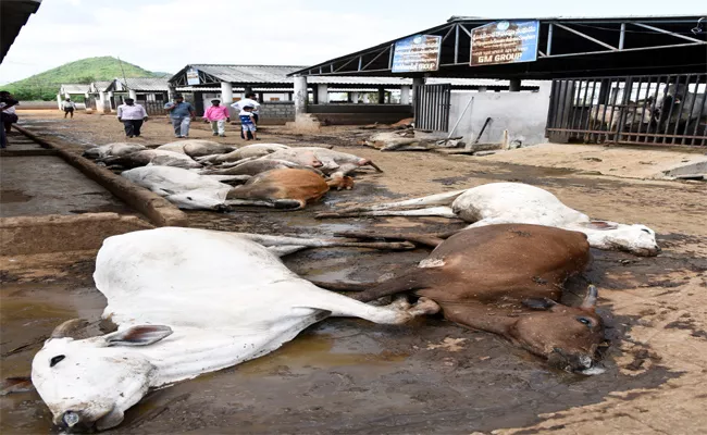 80 Cows Died In Vijayawada - Sakshi