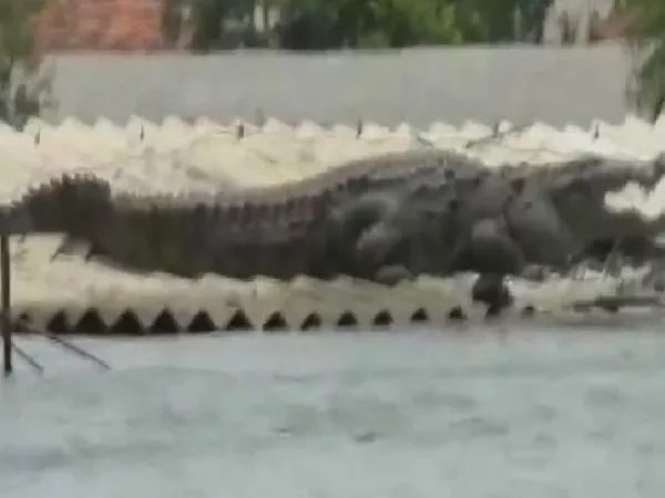 Crocodile Lands on Roof of a House in flood affected Belgaum - Sakshi