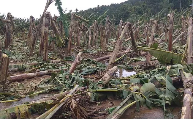 Former Who lost over 1000 banana trees Donated Some Fruits to  Relief camp - Sakshi