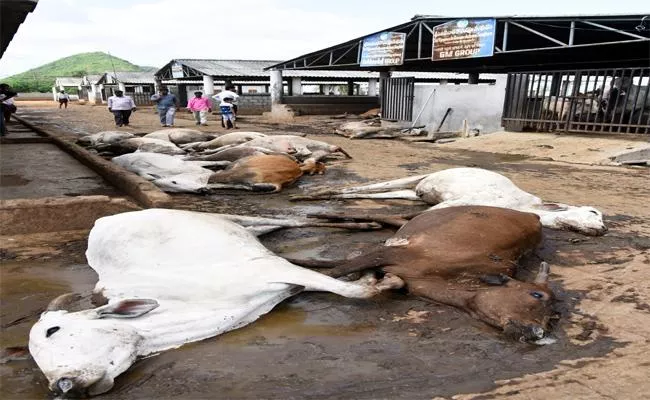 SIT Formed To Inquire Cows Death In Vijayawada - Sakshi