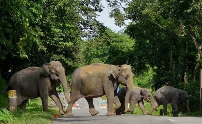 Rehabilitation Of Elephants In Dokiseela Vizianagaram District - Sakshi