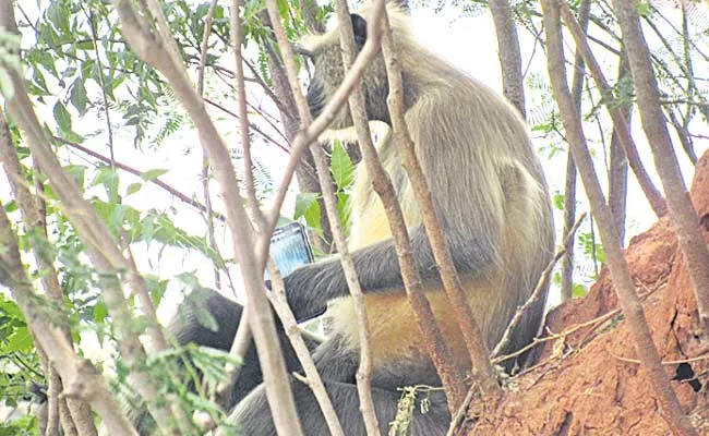 Langur Monkey Got Phone - Sakshi