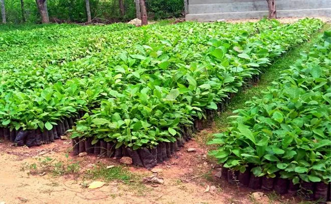 25 Crore Saplings To Be Planted In Andhra Pradesh - Sakshi