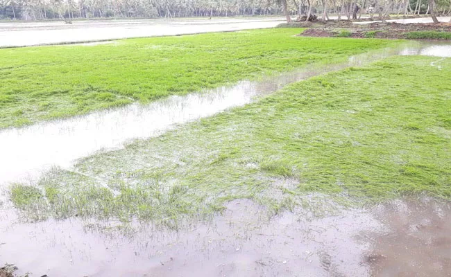 Horticultural And Vegetable Crops Damaged In West Godavari - Sakshi