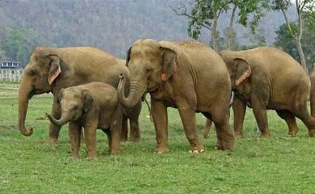 Six Elephants Hulchul In Srikakulam District - Sakshi