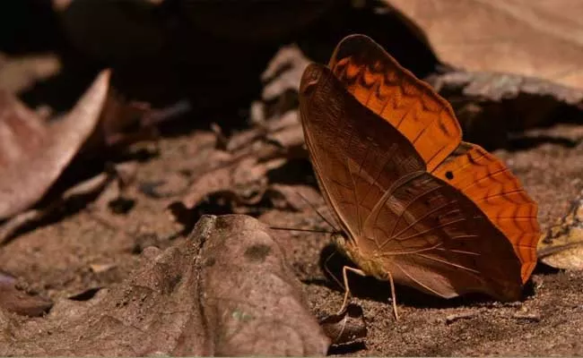 Tamil Nadu Becomes the 5th State To Declare State Butterfly - Sakshi