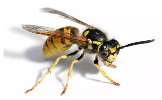 Police Nab Fugitive In Germany With Helps Of Wasps - Sakshi