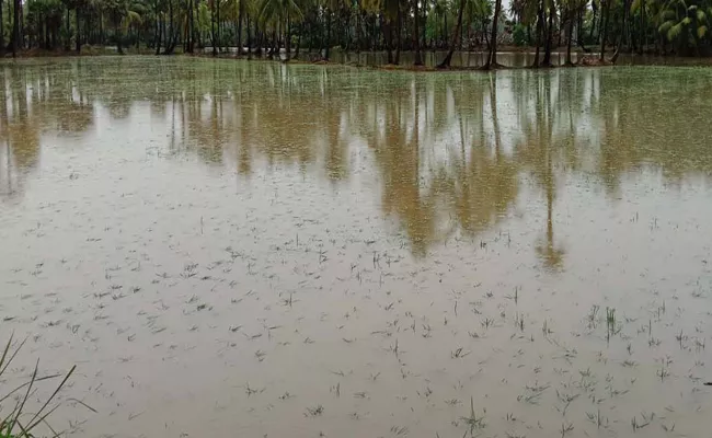 Crops Damaged Due To Heavy Rains In West Godavari - Sakshi