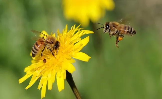 Honey Bees Are Going To Extinct - Sakshi