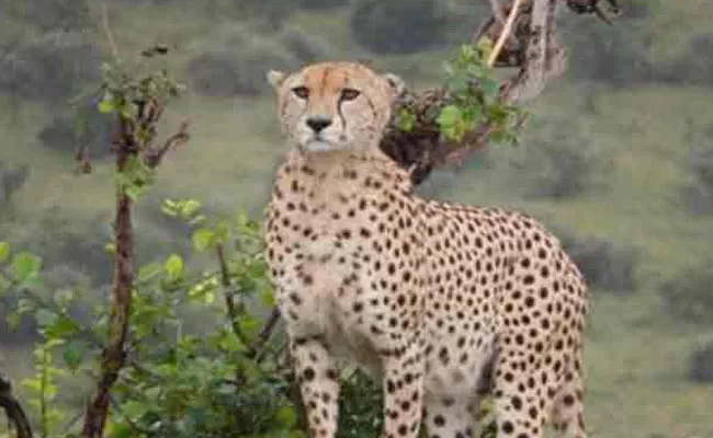 Cheetah Attacks On Dairy Cattle In Kamareddy District - Sakshi