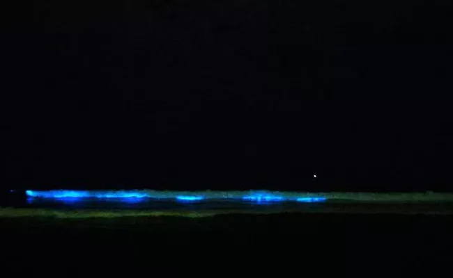 Bioluminescence Lighting At Chennai Beach Indicator Of Climate - Sakshi