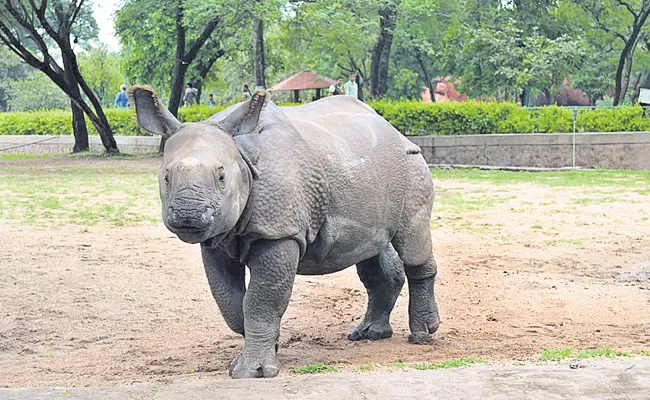 Rhino Ramu Sent to Vadalur From Nehru Zoological Park - Sakshi