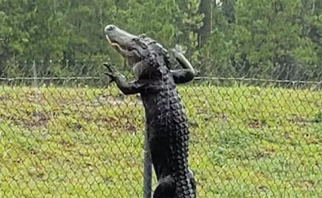 Alligator Climbs Over Fence In Florida Caught On Camera - Sakshi