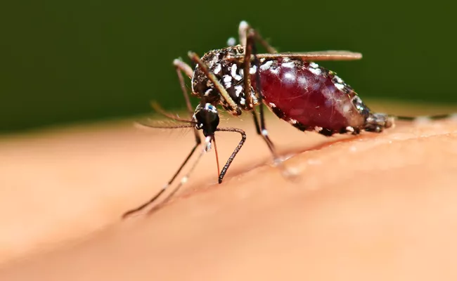 World Mosquito Day 2019 History Significance and Facts - Sakshi