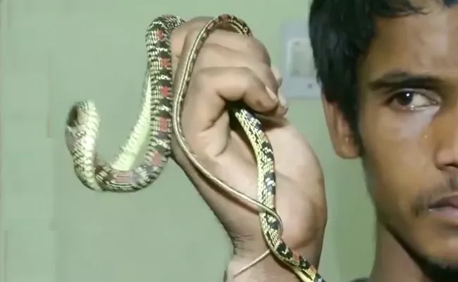 Flying Snake Seized In Bhubaneswar - Sakshi