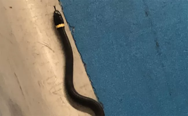 Snake Forgotten At Airport Security Checkpoint In New Jersey - Sakshi