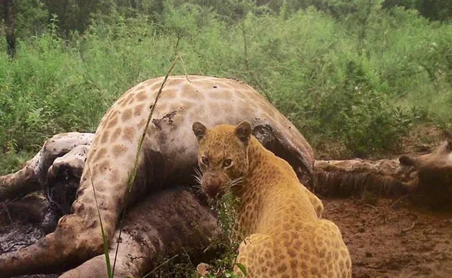 Rare Strawberry Leopard Pics Goes Viral On Facebook - Sakshi