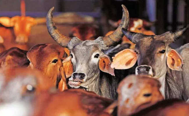 Illegal Animal Slaughter in Hyderabad - Sakshi