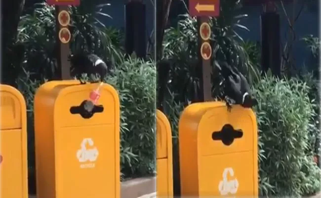 Crow Becomes Internet Hero After Throws Empty Bottle In Dustbin - Sakshi