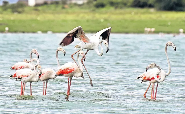 Flamingo Birds in Ameenpur Pond - Sakshi