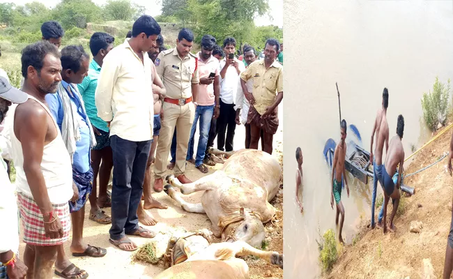 Bulls Killed in Nettempadu Canal In Gadwal - Sakshi