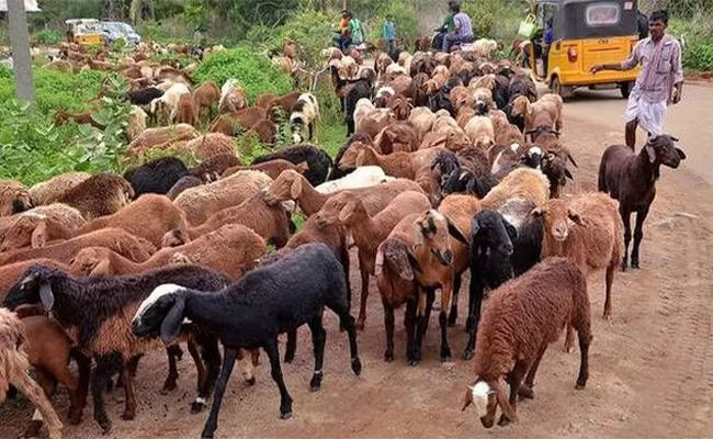 Second Phase Sheep Distribution Process Not Started In Joint Warangal District - Sakshi