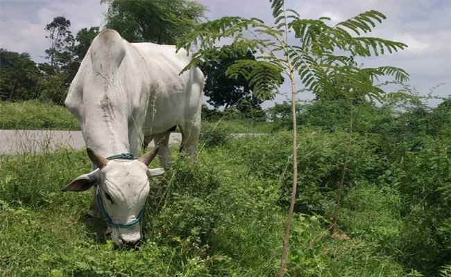 Farmer Fined for Eating Bull Plants Achampeta - Sakshi