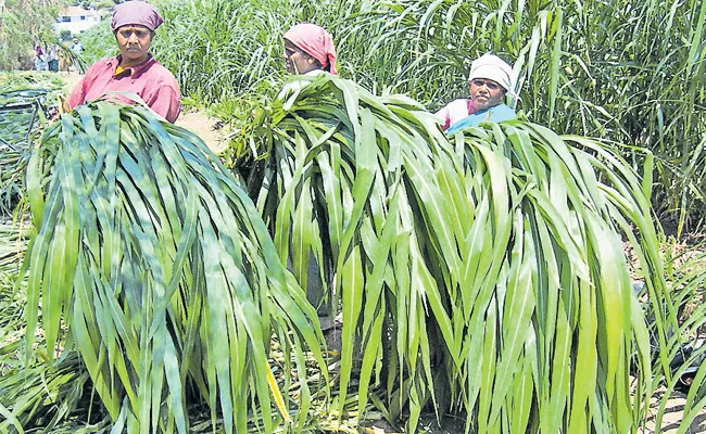 Dairy farming Special Story - Sakshi