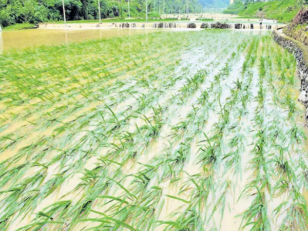 Free Seeds to Flood Areas - Sakshi