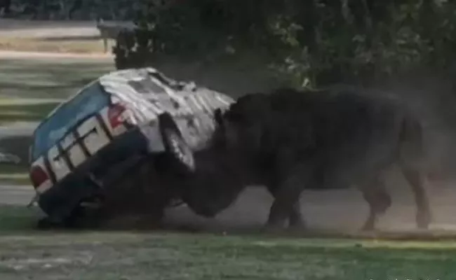 Angry Rhino Attack Car Flips It In Germany - Sakshi