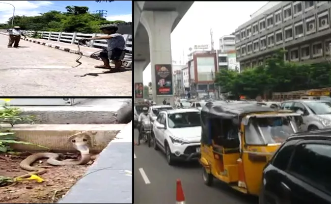 Cobra Snake Halchal At Begumpet Flyover - Sakshi