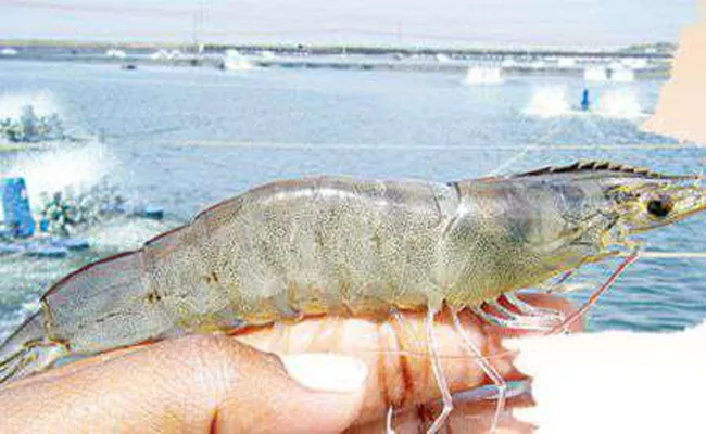 Shrimp Price rising In Nellore - Sakshi