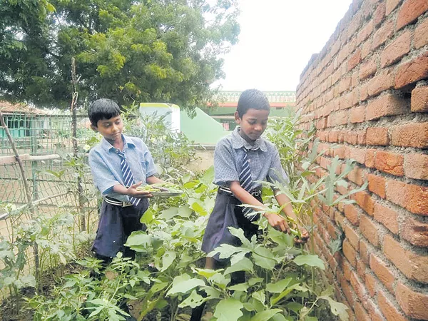 Maintenance of kitchen gardens in public schools - Sakshi