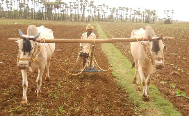 Seasonal Rain Useful To Farmers In Andhra pradesh - Sakshi