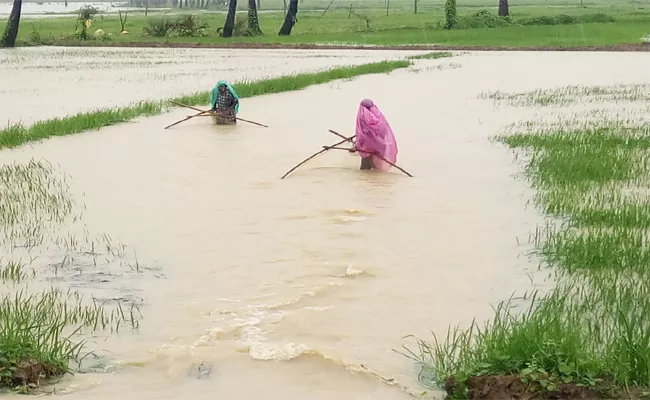 Fish Hunting Was Doing In Agriculture Lands In Vajedu - Sakshi